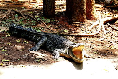 High angle view of lizard on field