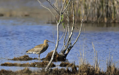 Bird on grass by lake