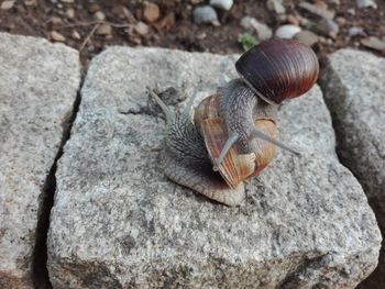 Close-up of snail on rock