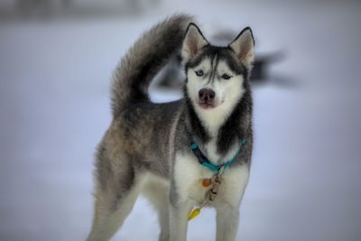 Dog standing in snow