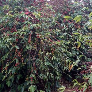 Plants growing in a park