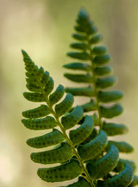 Close-up of succulent plant leaves