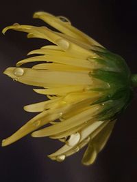 Close-up of flower over black background