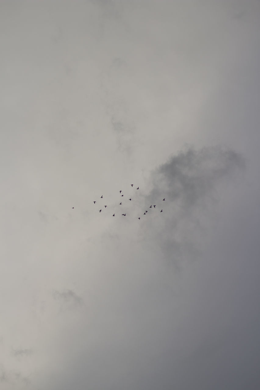 LOW ANGLE VIEW OF BIRDS FLYING AGAINST SKY