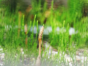 Close-up of a reptile on grass