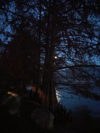 Trees in forest against sky at night