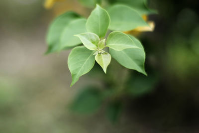 Close-up of plant