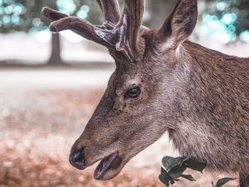 Close-up of deer