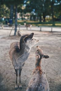 Deer standing in a field