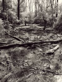 Trees growing in forest