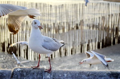 Seagulls perching