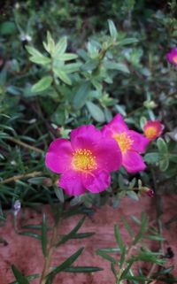 Close-up of pink flowering plant