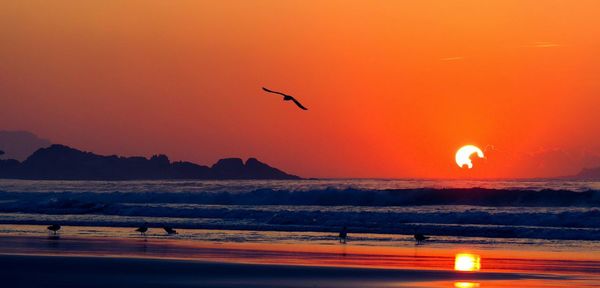 Silhouette birds at beach against sky during sunset