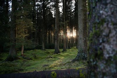 Trees in forest