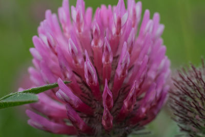 Close-up of purple flower