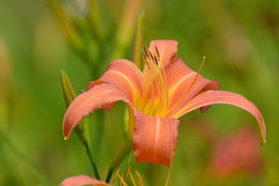 Close-up of orange day lily