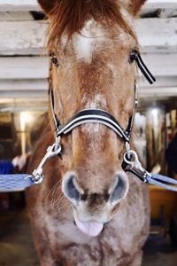 Brown horse with his tongue out