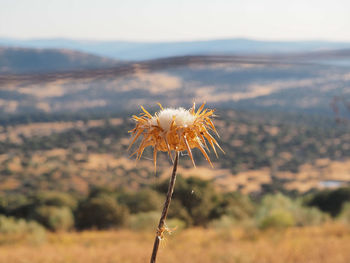 Close-up of wilted plant on field