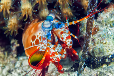 Close-up of fish swimming in sea