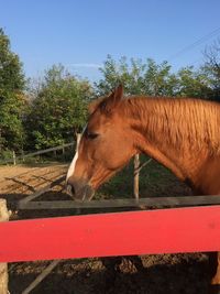 Horse in field against sky