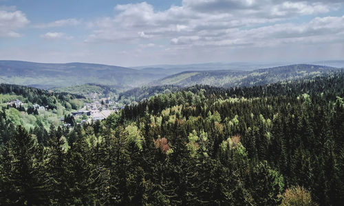 Scenic view of forest against sky