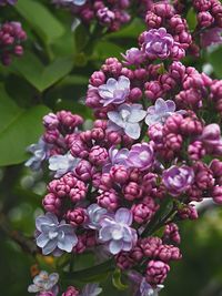 Close-up of pink flowering plants