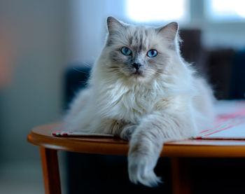 Close-up portrait of cat on table