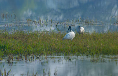 View of birds on lake