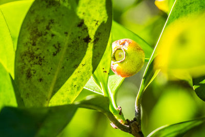 Close-up of tree on plant