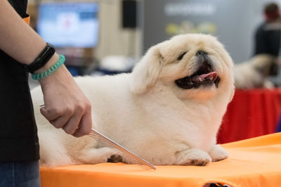 Dog while hairstyling at the exhibition in saint petersburg