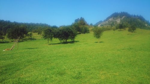 Trees on field against sky