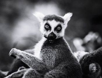 Close-up lemur 