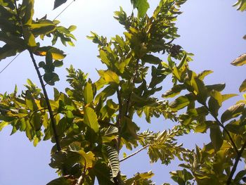 Low angle view of fresh green leaves against sky