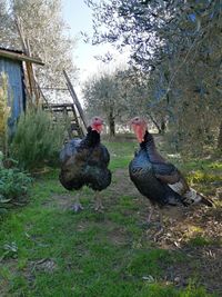 Birds in a field