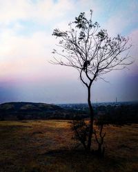 Bare tree on landscape against the sky