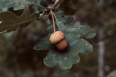 Close-up of berries on plant