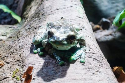 Close-up of frog on rock