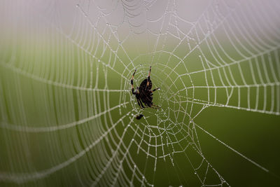 Close-up of spider on web