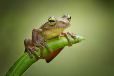 Close-up of frog on leaf