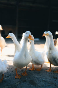 Close-up of birds on field