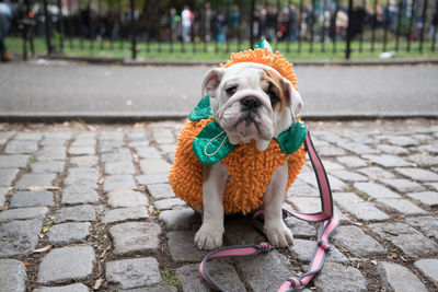 Close-up of dog sitting on street