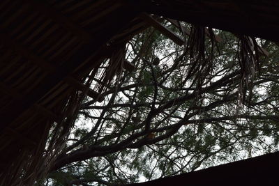 Low angle view of tree against sky