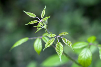 Close-up of green leaves