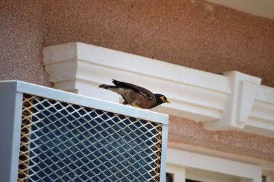 Low angle view of bird perching on wall