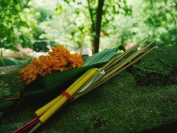 Close-up of yellow flower on table