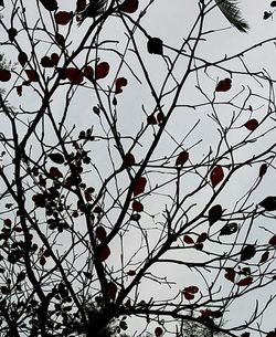 Low angle view of tree against sky