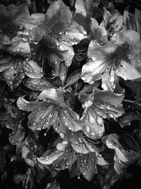 Full frame shot of wet plants during rainy season