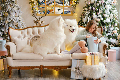 Little cute girl sitting on the sofa with two samoyed dogs