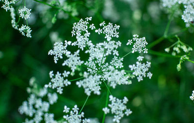 Close-up of flowering plant