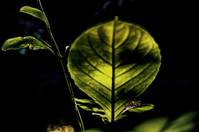 Close-up of fresh green plant